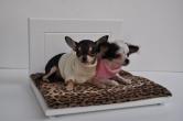 Chihuahua's Room: Complementi arredo , Fashion Victim POLTRONCINA 
