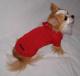 Maglioncini Lana 100%  per Chihuahua & Company , Mickey Chic 