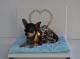 Chihuahua's Room: Complementi arredo , Fashion Victim POLTRONCINA 