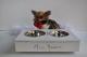 Chihuahua's Room: Complementi arredo , Portaciotole BLUE MOON 