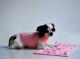 Maglioncini Lana 100%  per Chihuahua & Company , Fashion Rose  